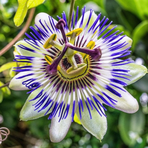 Passiflora caerulea
