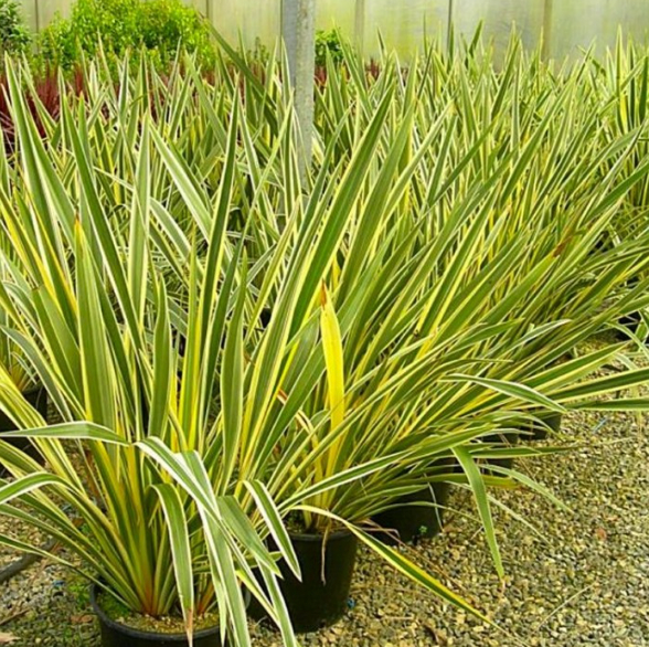 Phormium tenax variegatum