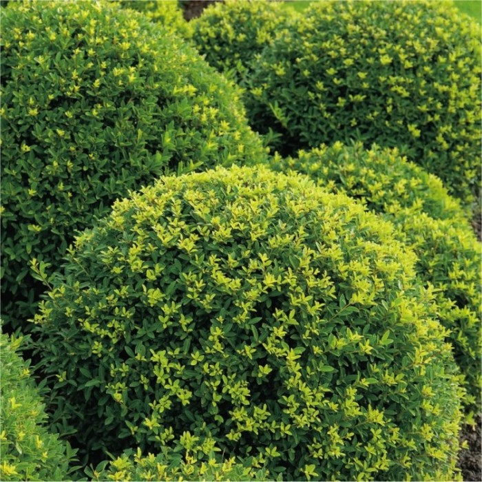 Ilex crenata Green Glory