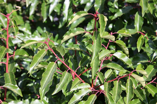 Prunus lusitanica - Evergreen Portugese Laurel