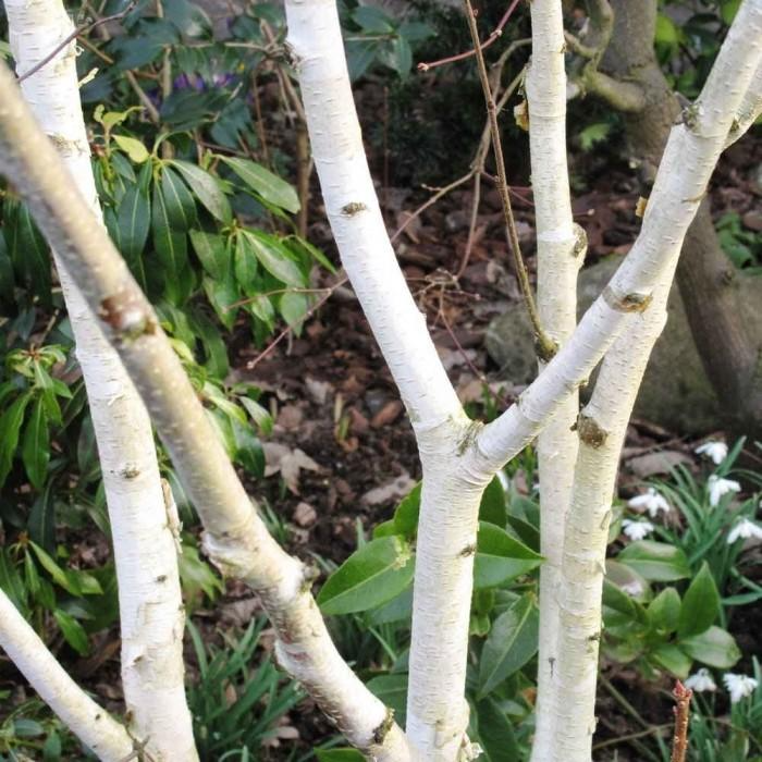 Multi-stem Silver Birch - Woodland plant