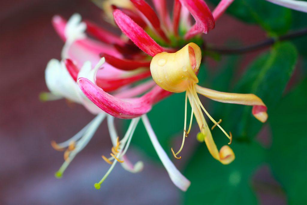 Lonicera periclymenum Belgica