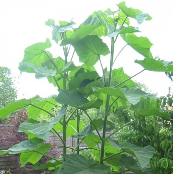 Paulownia tomentosa