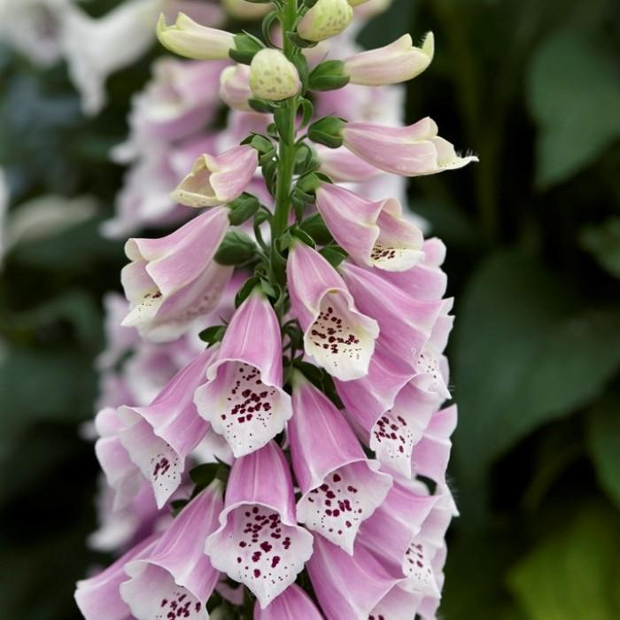 digitalis_dalmation_rose