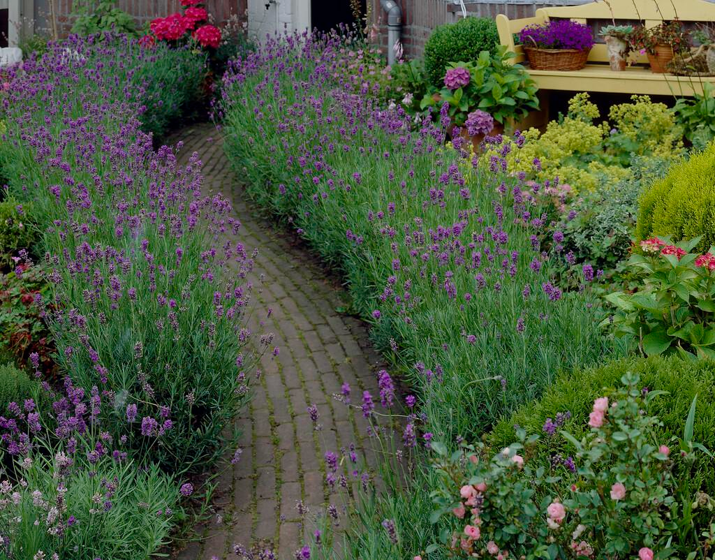 formal lavender path edging