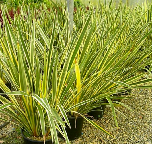 Phormium tenax variegatum