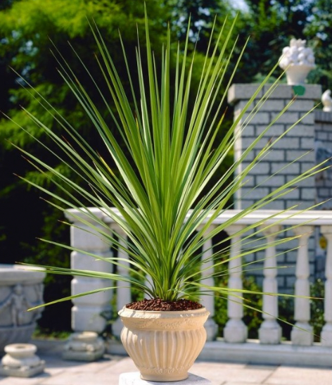 Cordyline australis Verde
