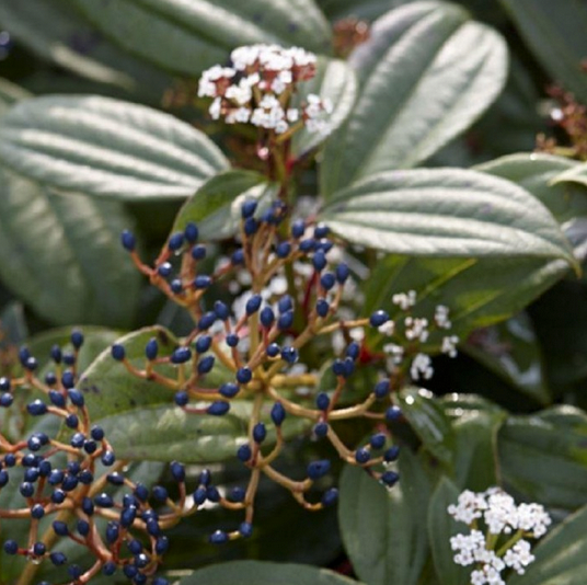 Viburnum davidii