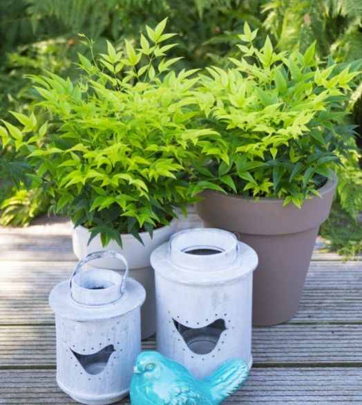 Nandina domestica 'Lemon - Lime'