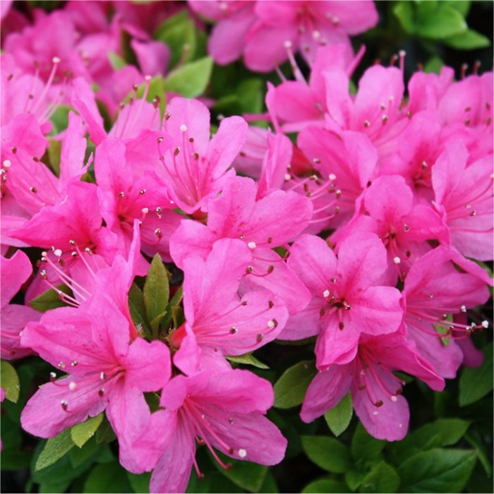 Azalea japonica Anouk