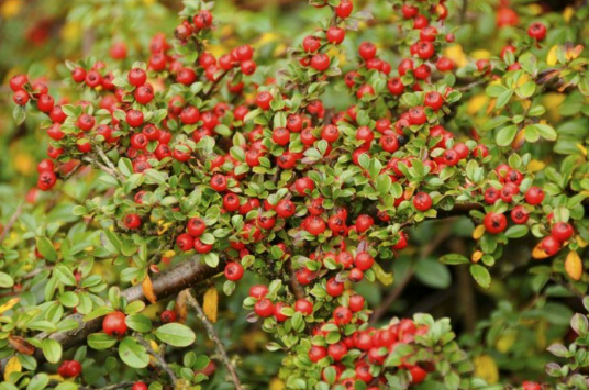Cotoneaster Horizontalis