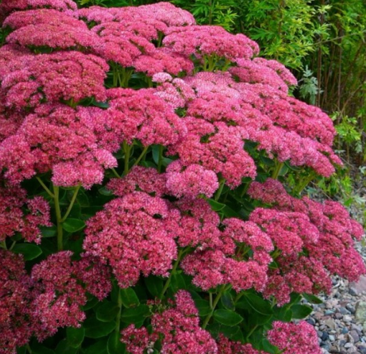 Sedum Autumn Joy