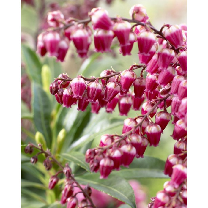 Pieris japonica Passion