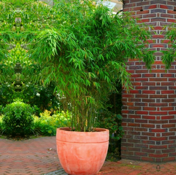 Fargesia murieliae rufa - Umbrella Bamboo
