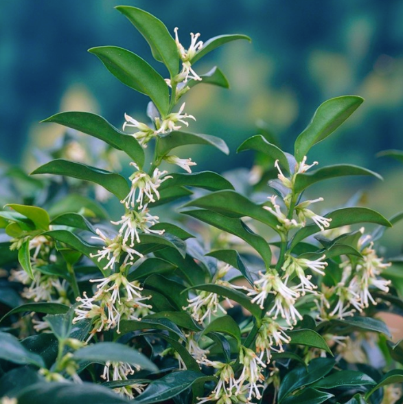 Sarcococca confusa