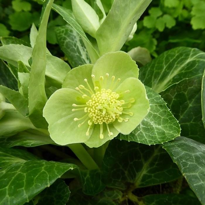 Helleborus green-marble