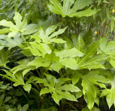 Fatsia japonica - jungle garden plant
