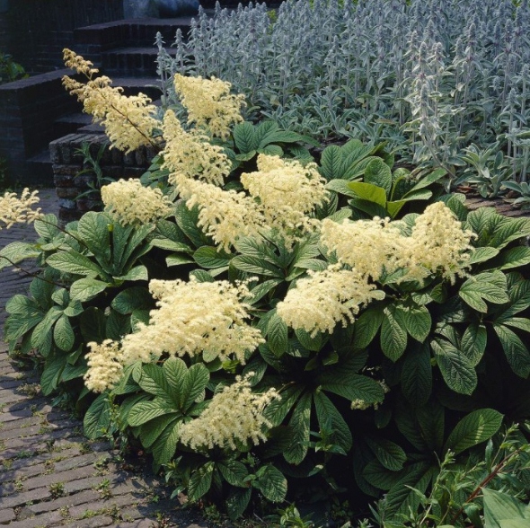 Rodgersia aesculifolia