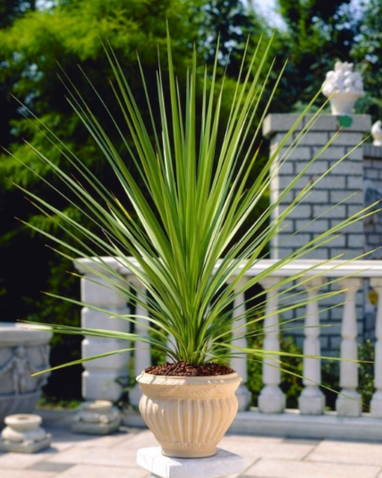 Cordyline australis Verde