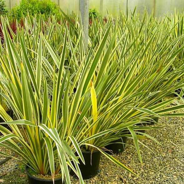 Phormium tenax variegata