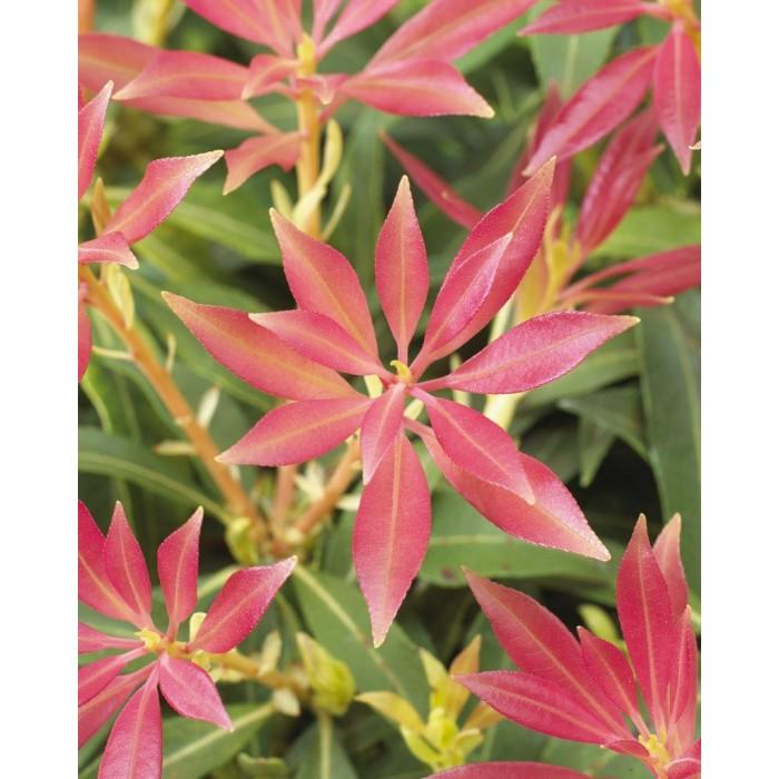 Pieris Forest Flame