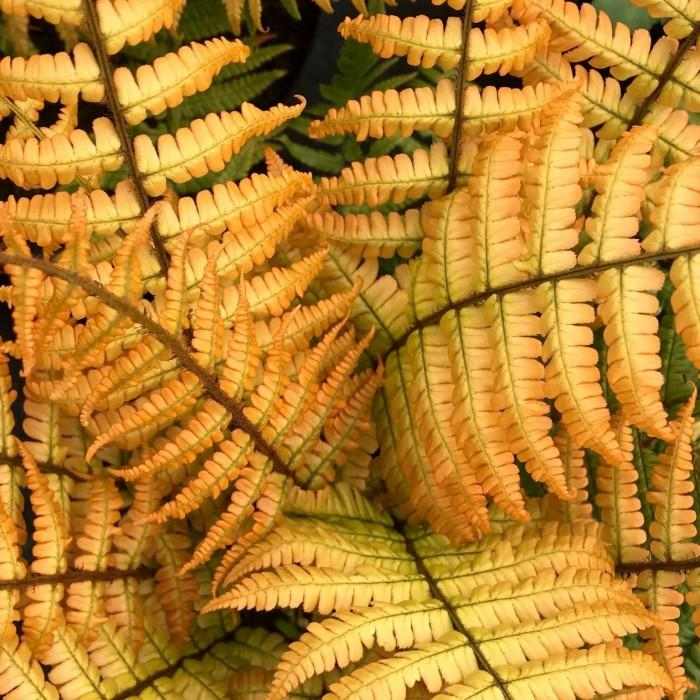 dryopteris-wallichiana-jurassic-gold