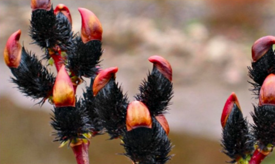 Salix gracilistyla melanostachys 'Kurome'