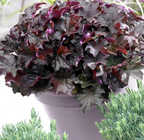 Heuchera Palace Purple