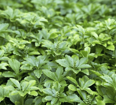 Pachysandra terminalis