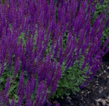 Salvia nemorosa Blue Queen - Ostfriesland