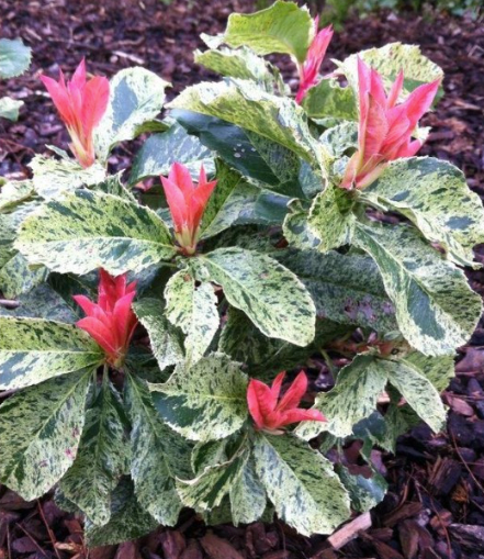 Photinia Pink Crispy