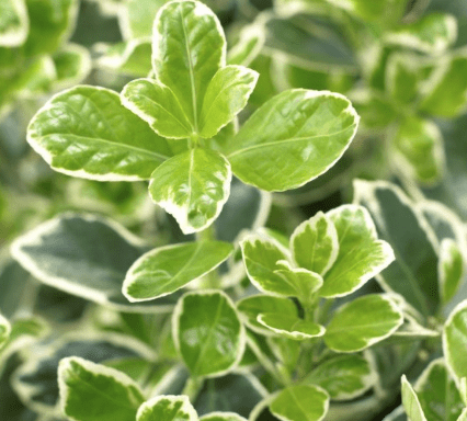 Euonymus japonicus Kathy