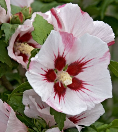 Hibiscus syriacus Hamabo