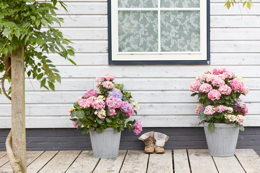 colour in pots - hydrangea plants