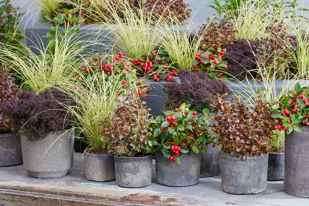 Mixed texture planting