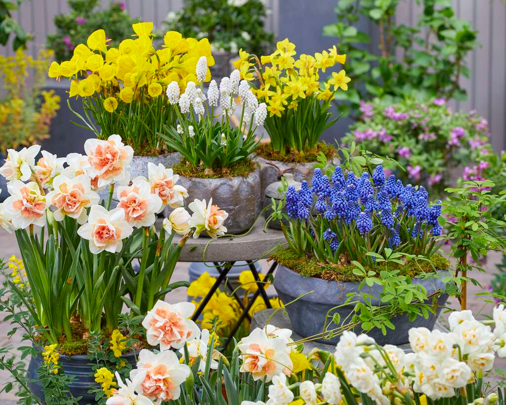 container plants on different levels