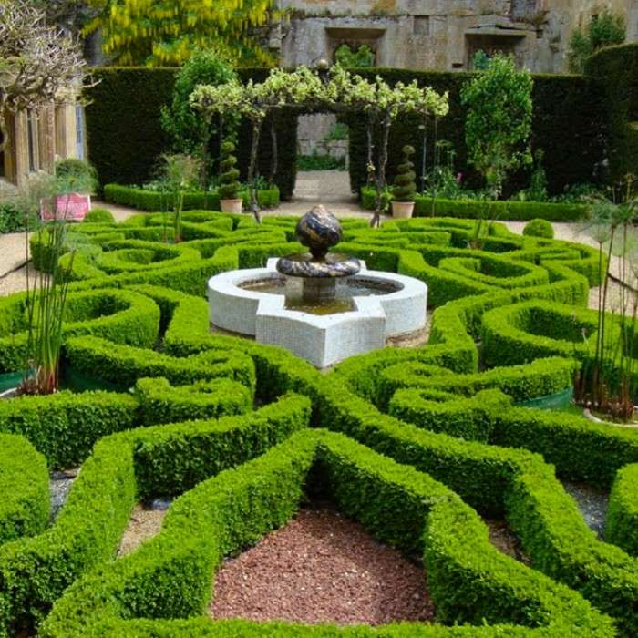 Buxus hedging