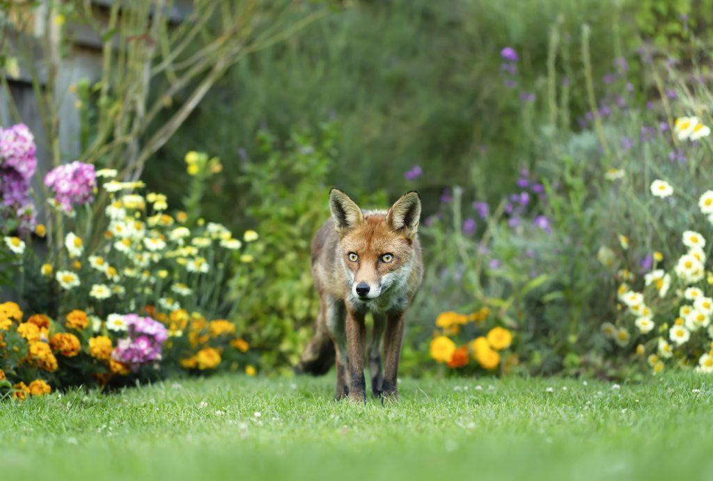 Urban fox in a garden