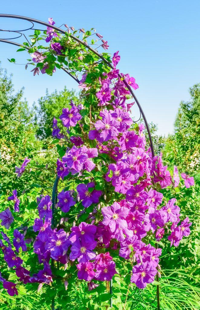 Climbing Clematis in terraced house garden