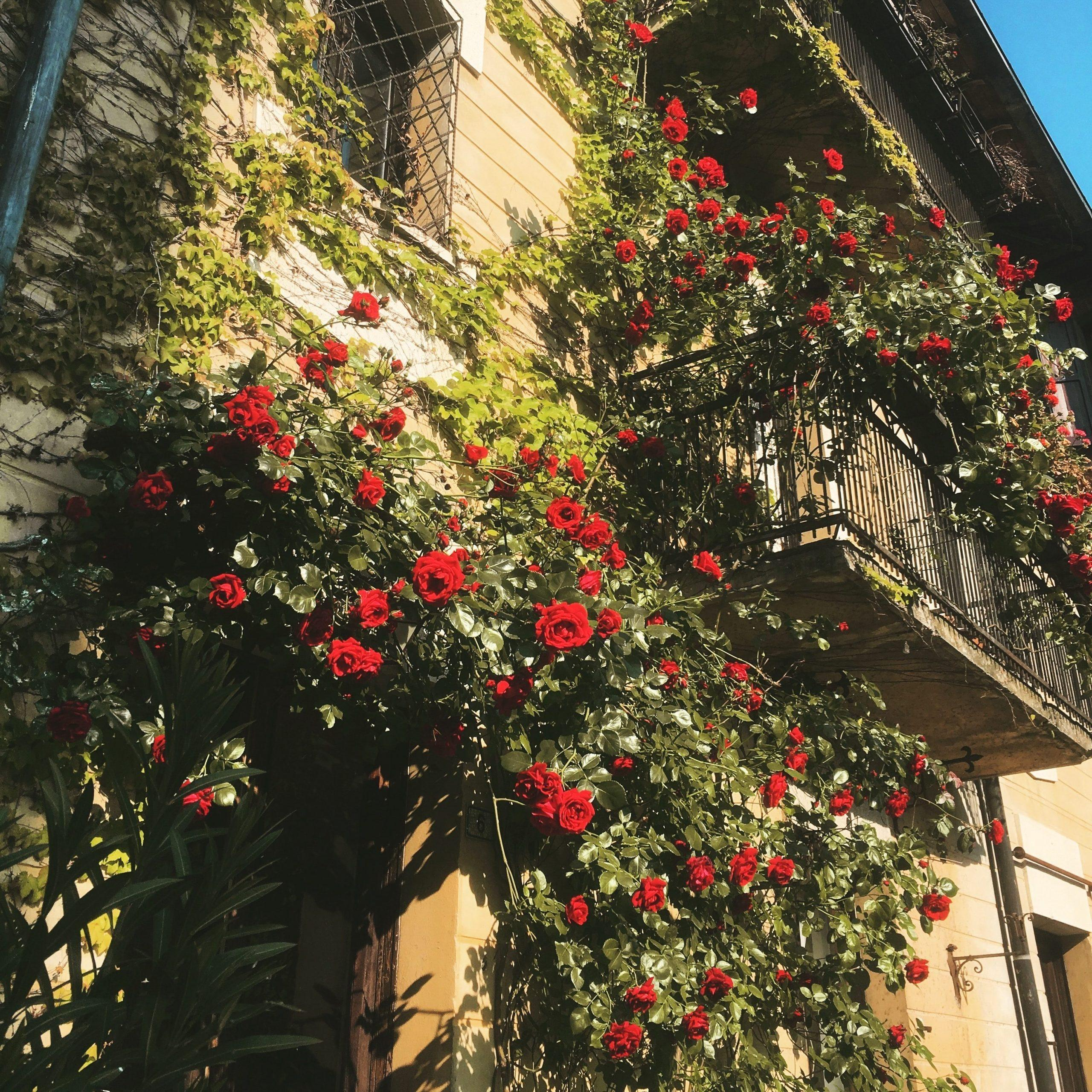 Photo by Giacomo Alonzi