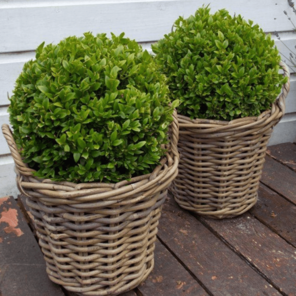 Buxus balls make perfect front door plants