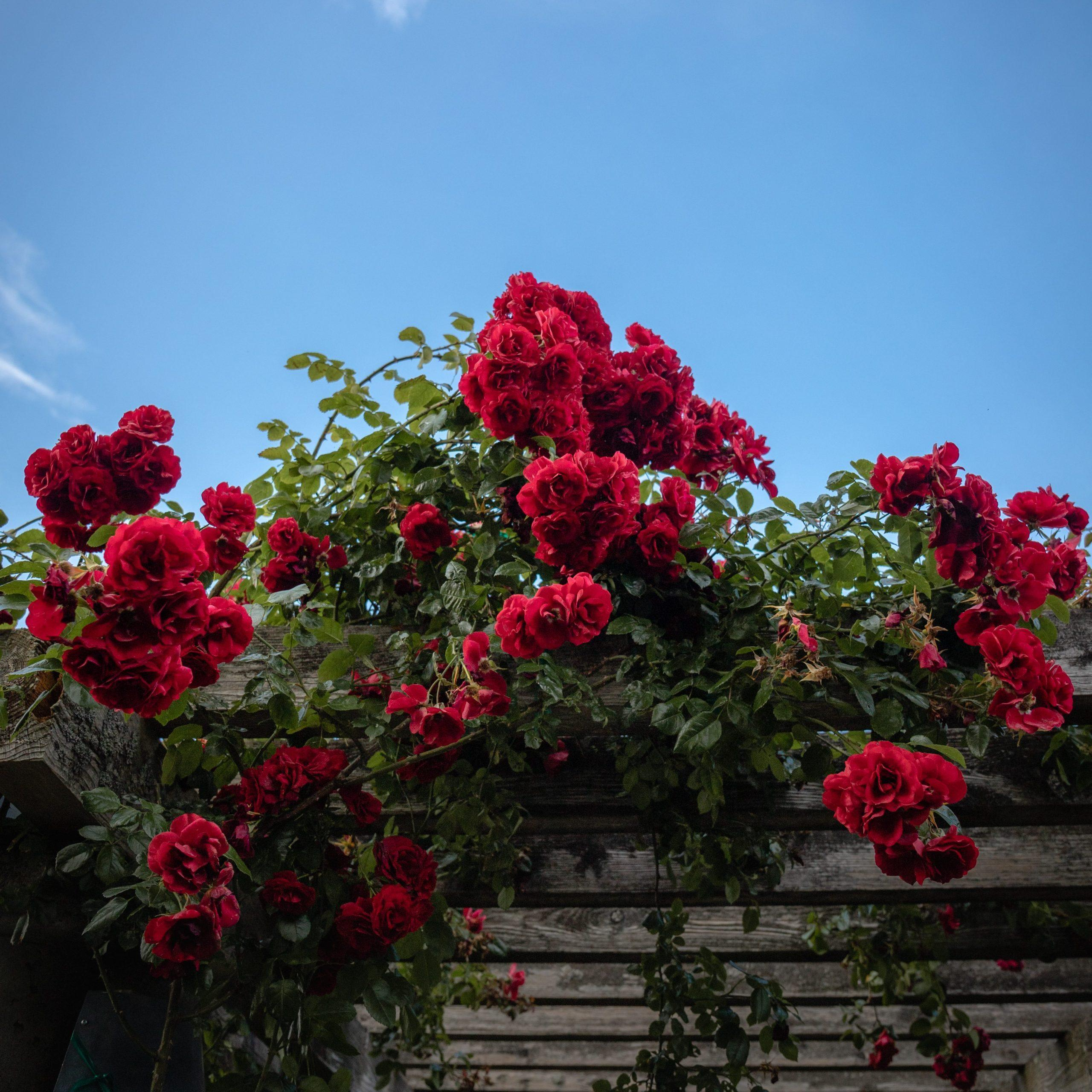 Photo by Mahosadha Ong