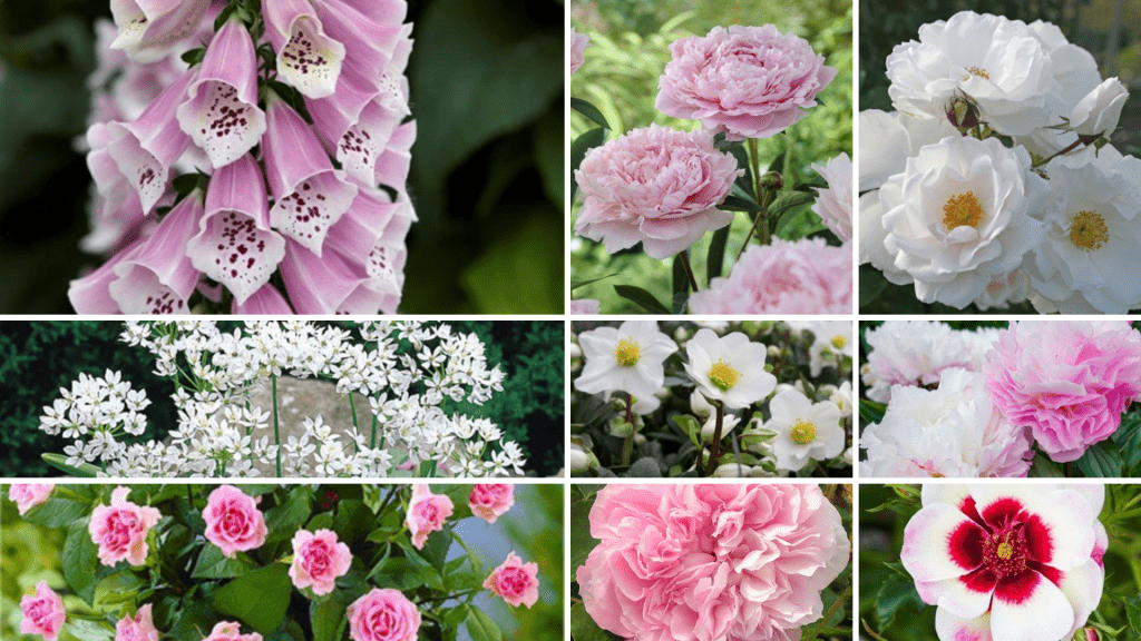 A mixture of pink & white flowers to use in a rose garden