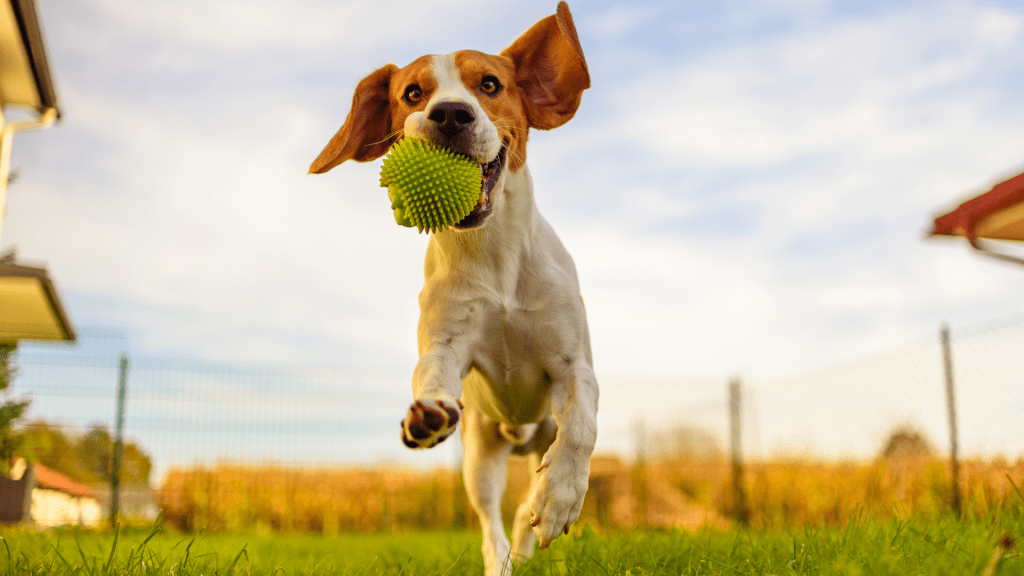 Dog Playing in Pet Friendly Garden