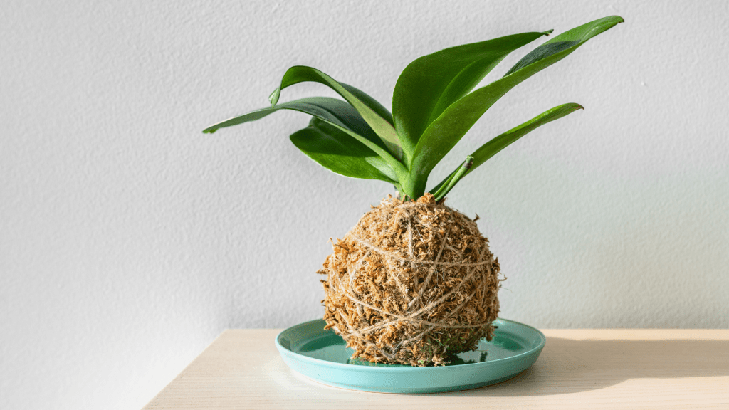 Kokedama
