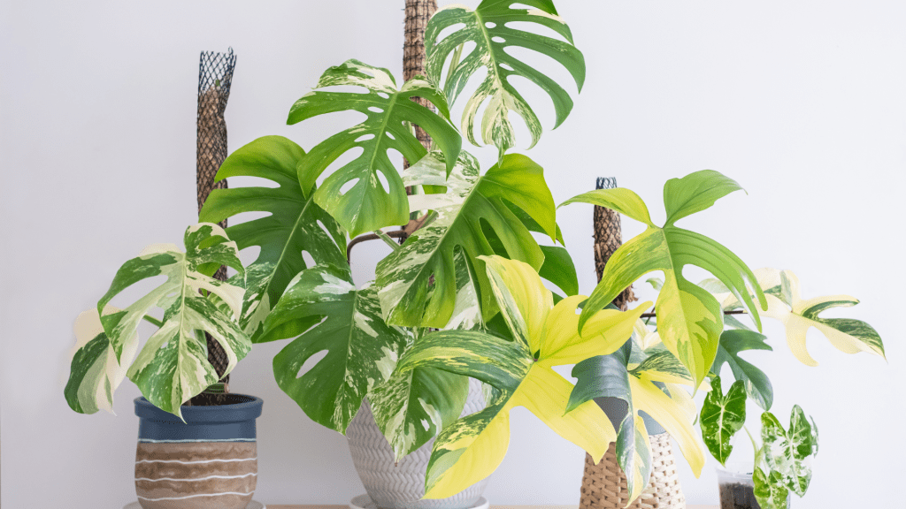 Variegated Monstera
