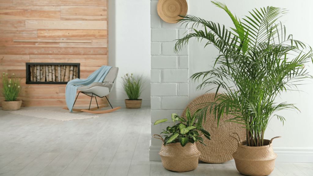 Statement Tree Parlour Palm