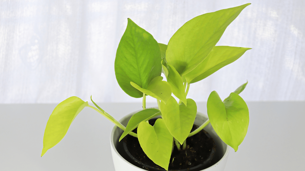 Cyber Lime Neon Pothos