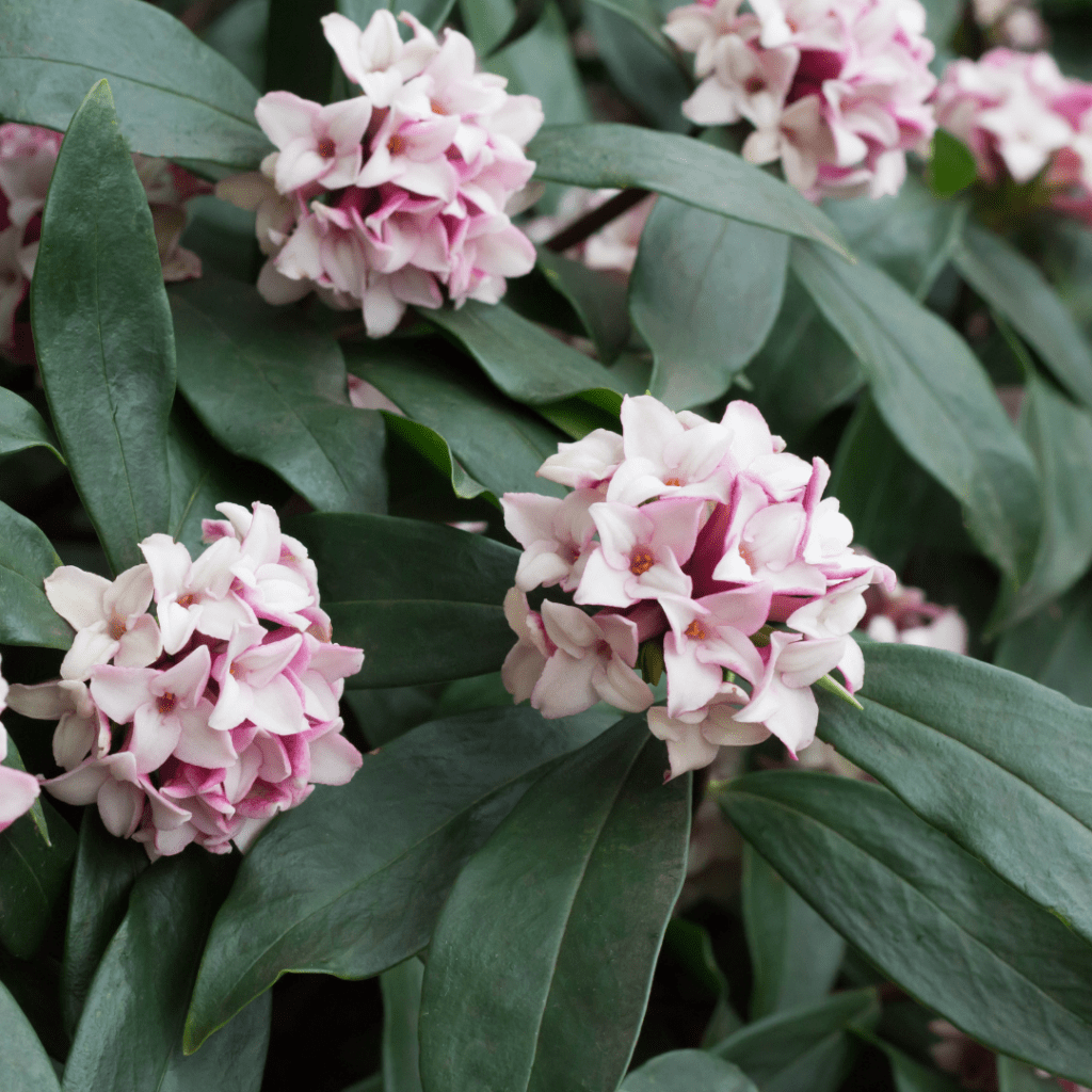 Daphnes make perfect front door plants