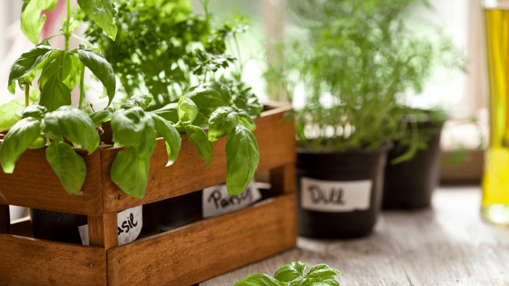 Mini Herb Garden